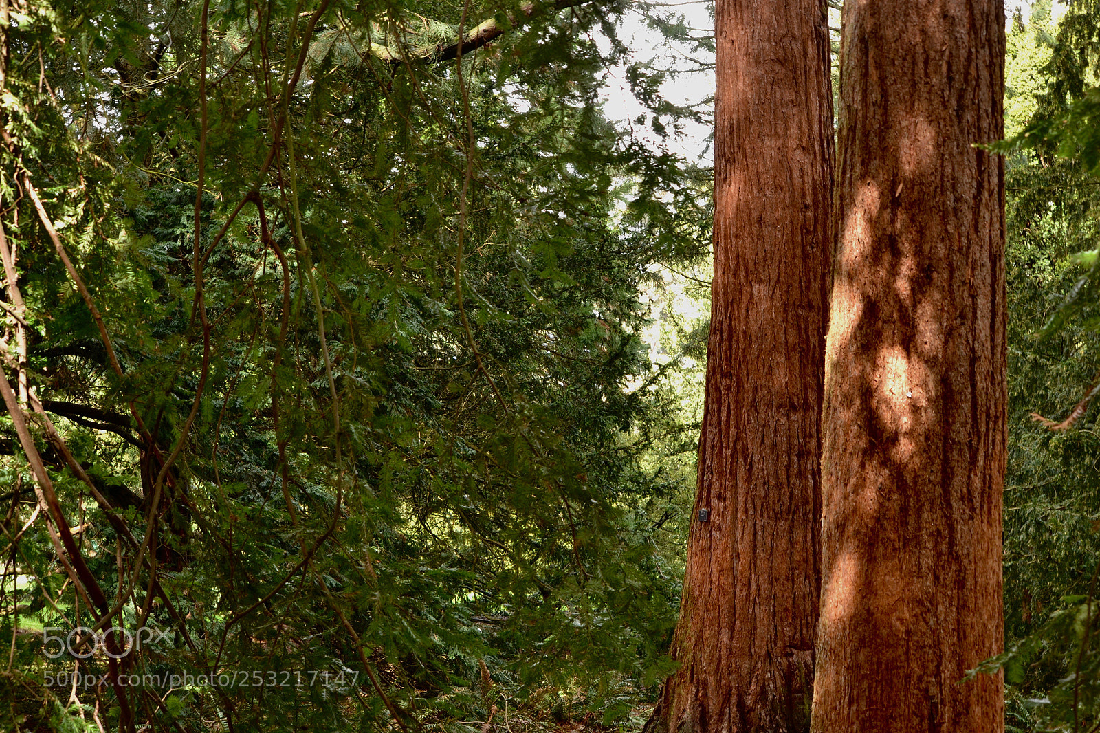 Nikon D3100 sample photo. Redwood grove photography