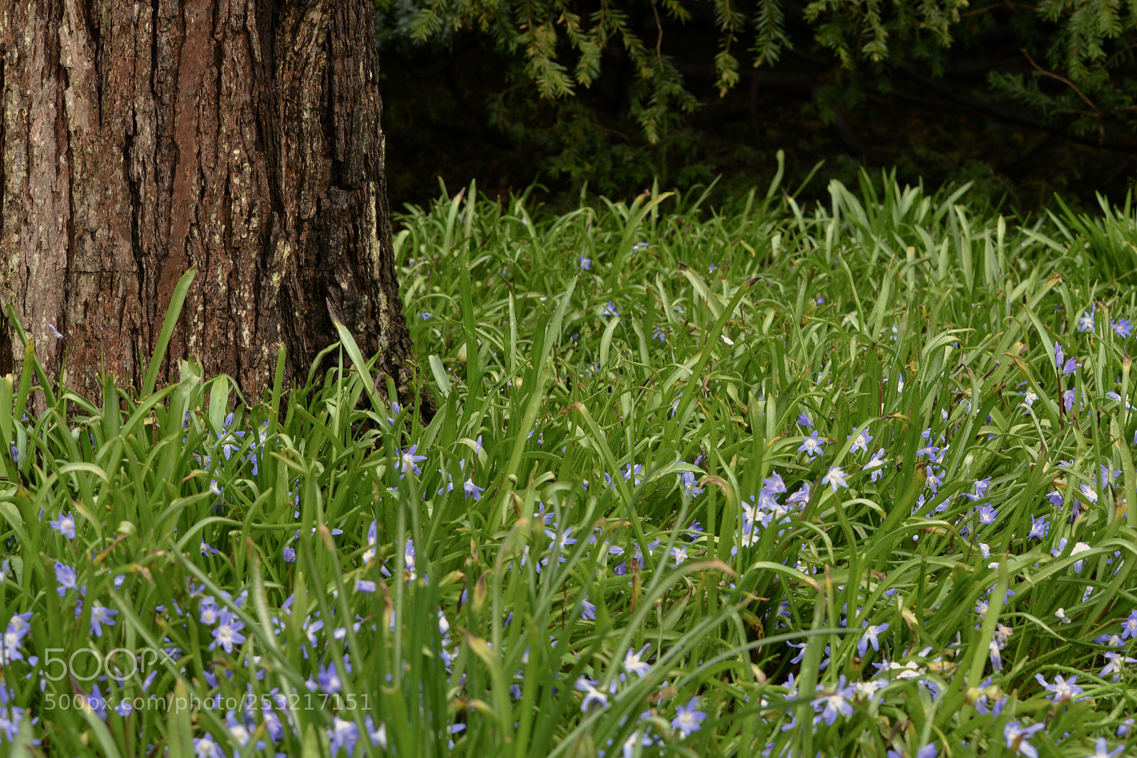 Nikon D3100 sample photo. Grass & flowers photography