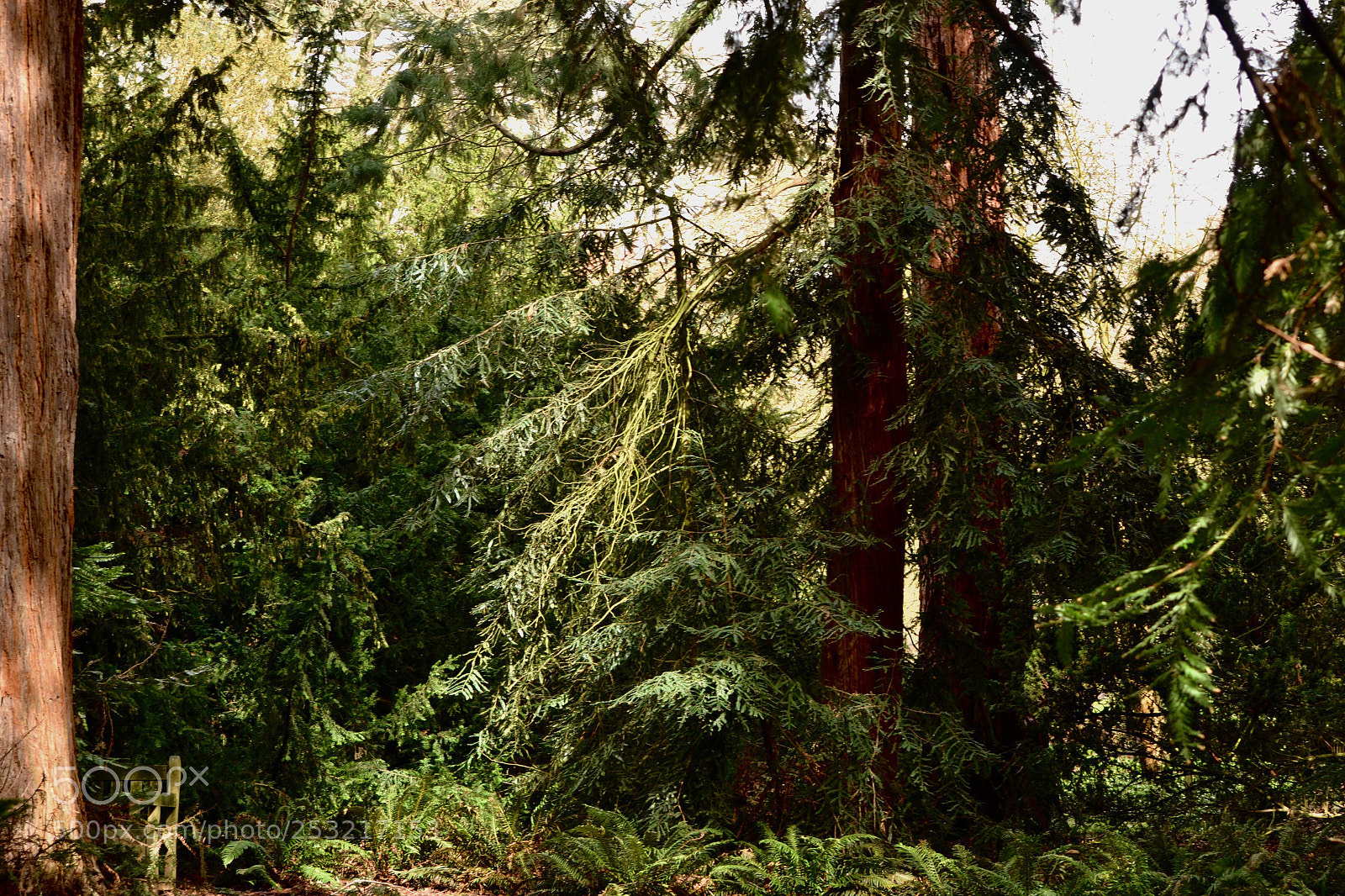 Nikon D3100 sample photo. Redwood grove photography