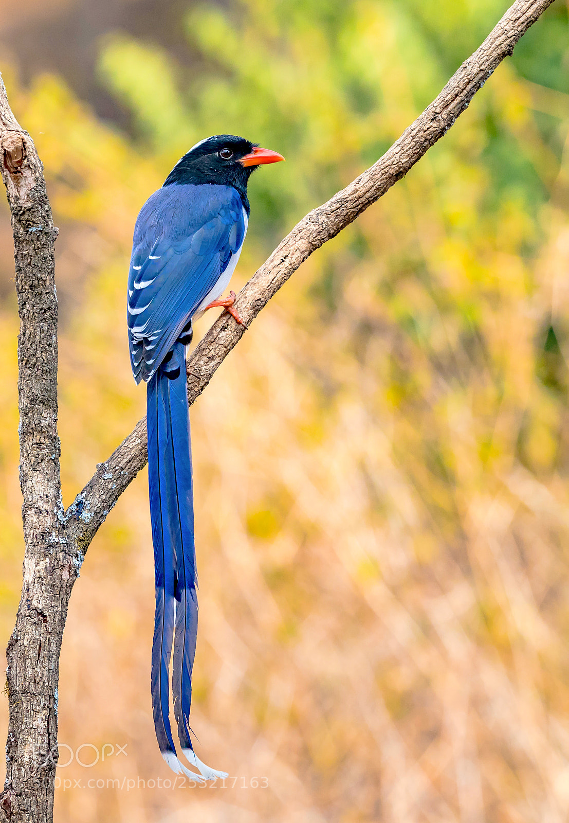 Canon EOS 5D Mark IV sample photo. Red-billed blue magpie photography