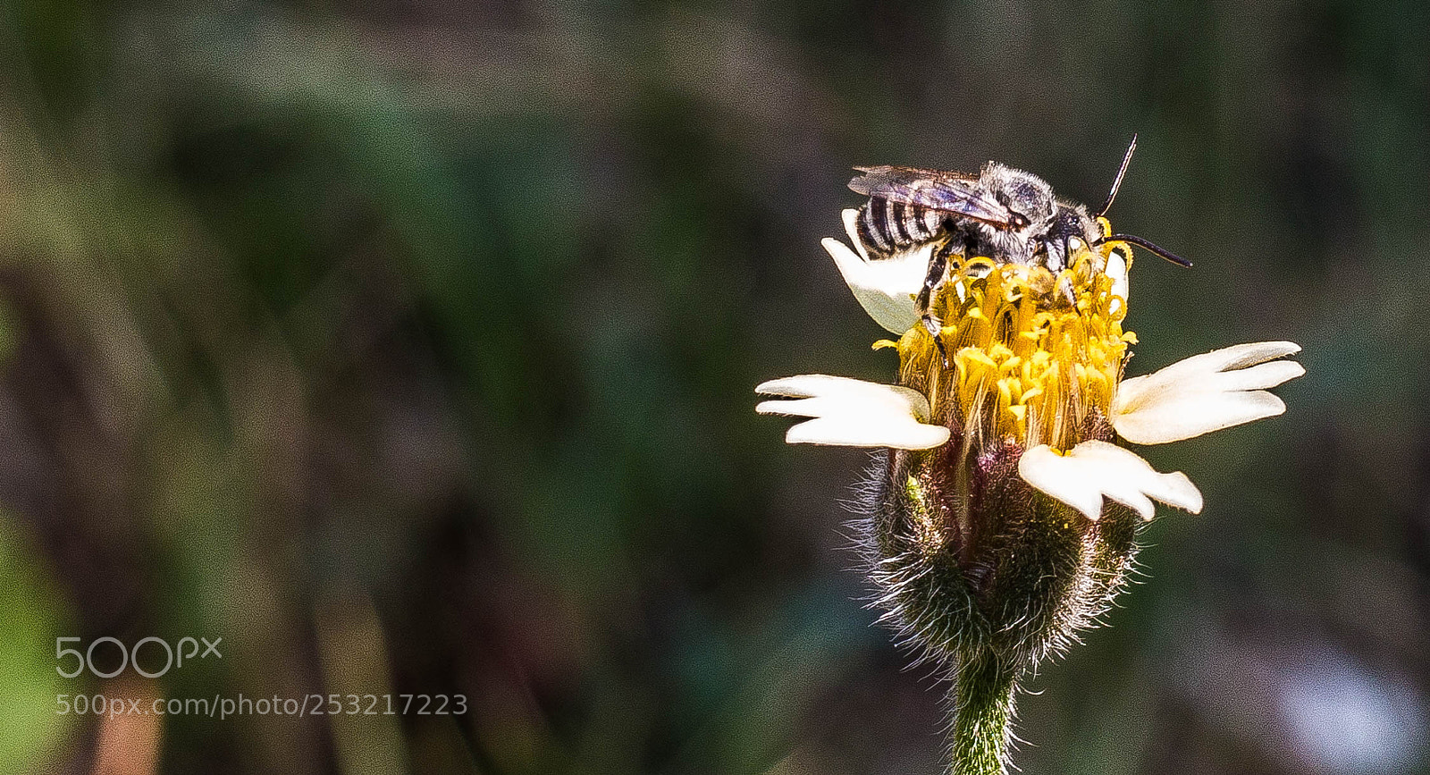 Canon EOS 70D sample photo. Bee photography