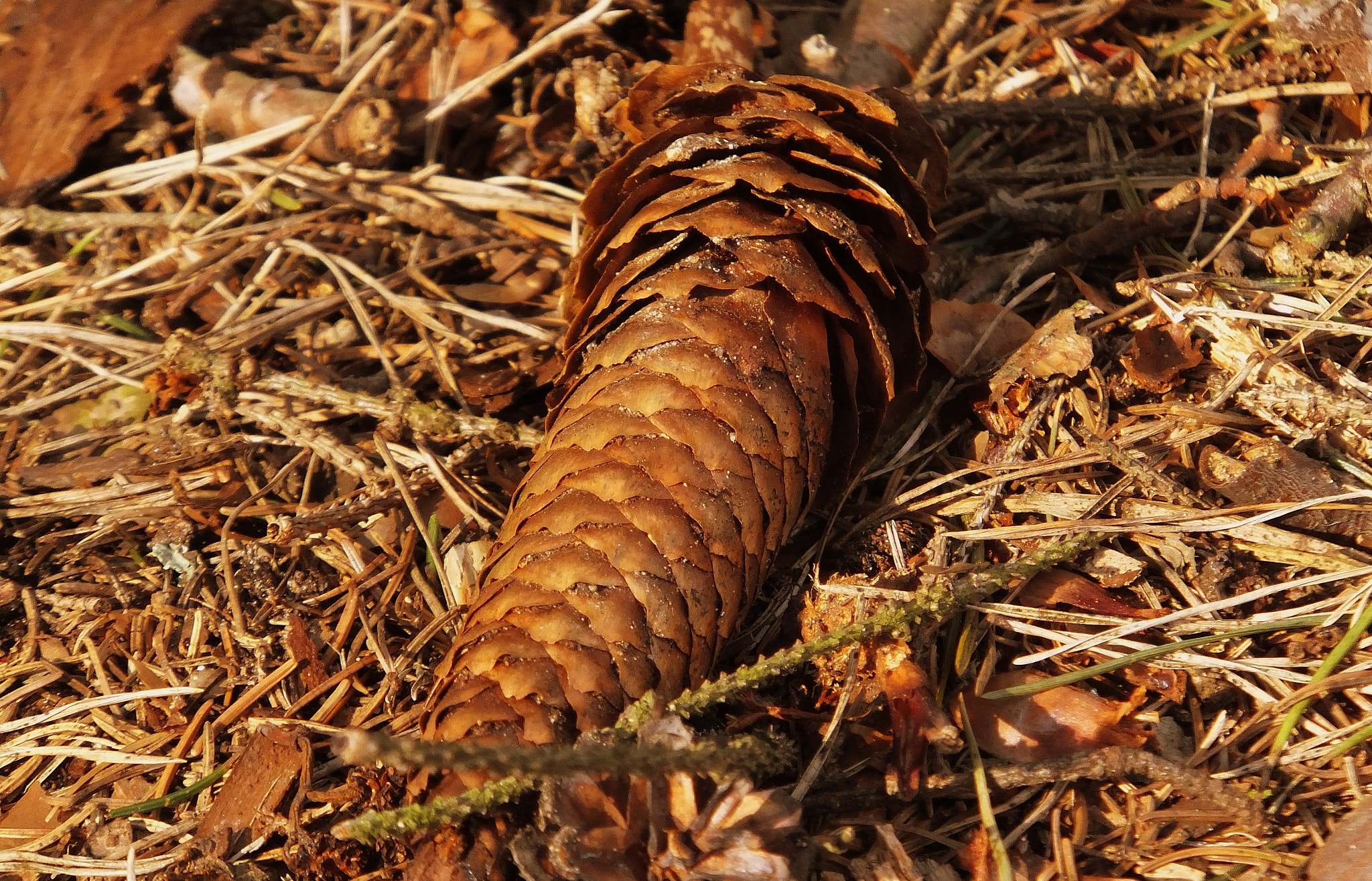 Fujifilm FinePix F660EXR sample photo. Tree cone photography