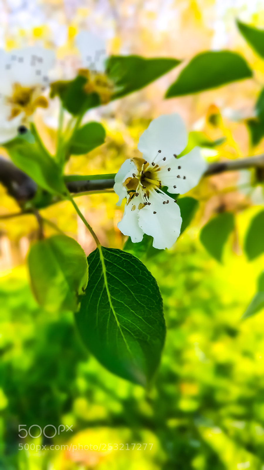 Xiaomi MI 5 sample photo. Untitled photography