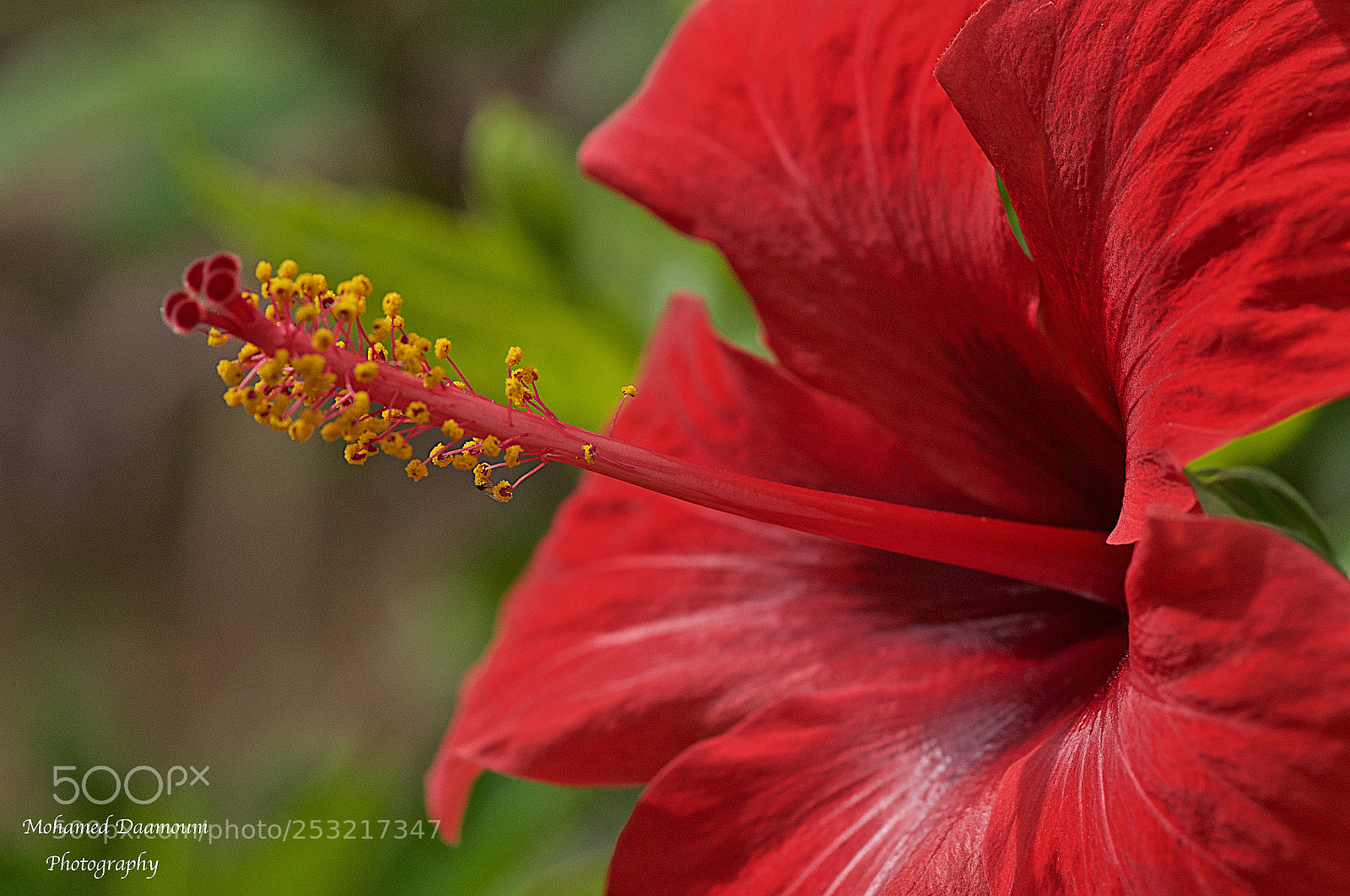 Nikon D300 sample photo. Spring photography
