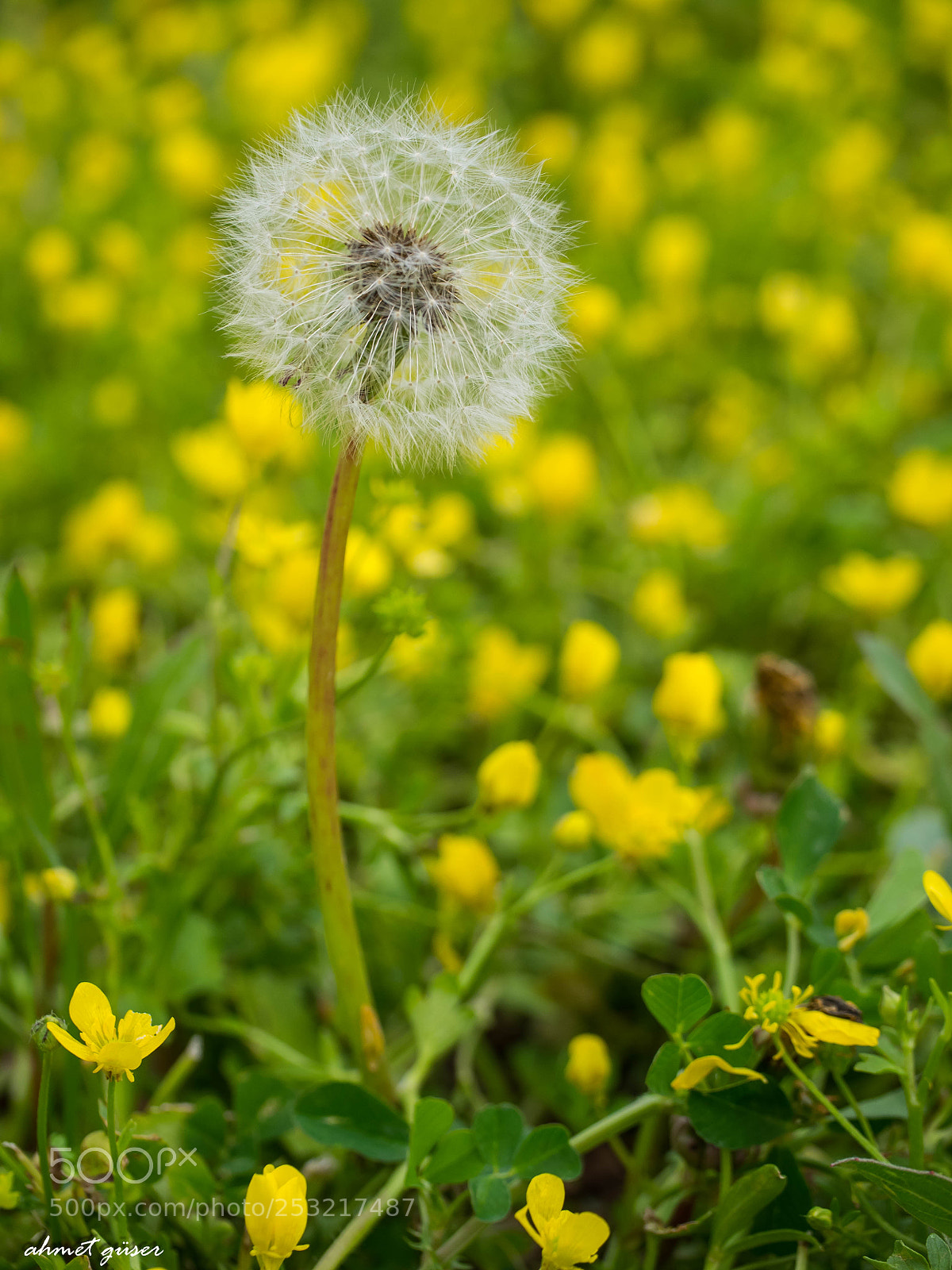 Olympus OM-D E-M1 sample photo. Bahar... photography