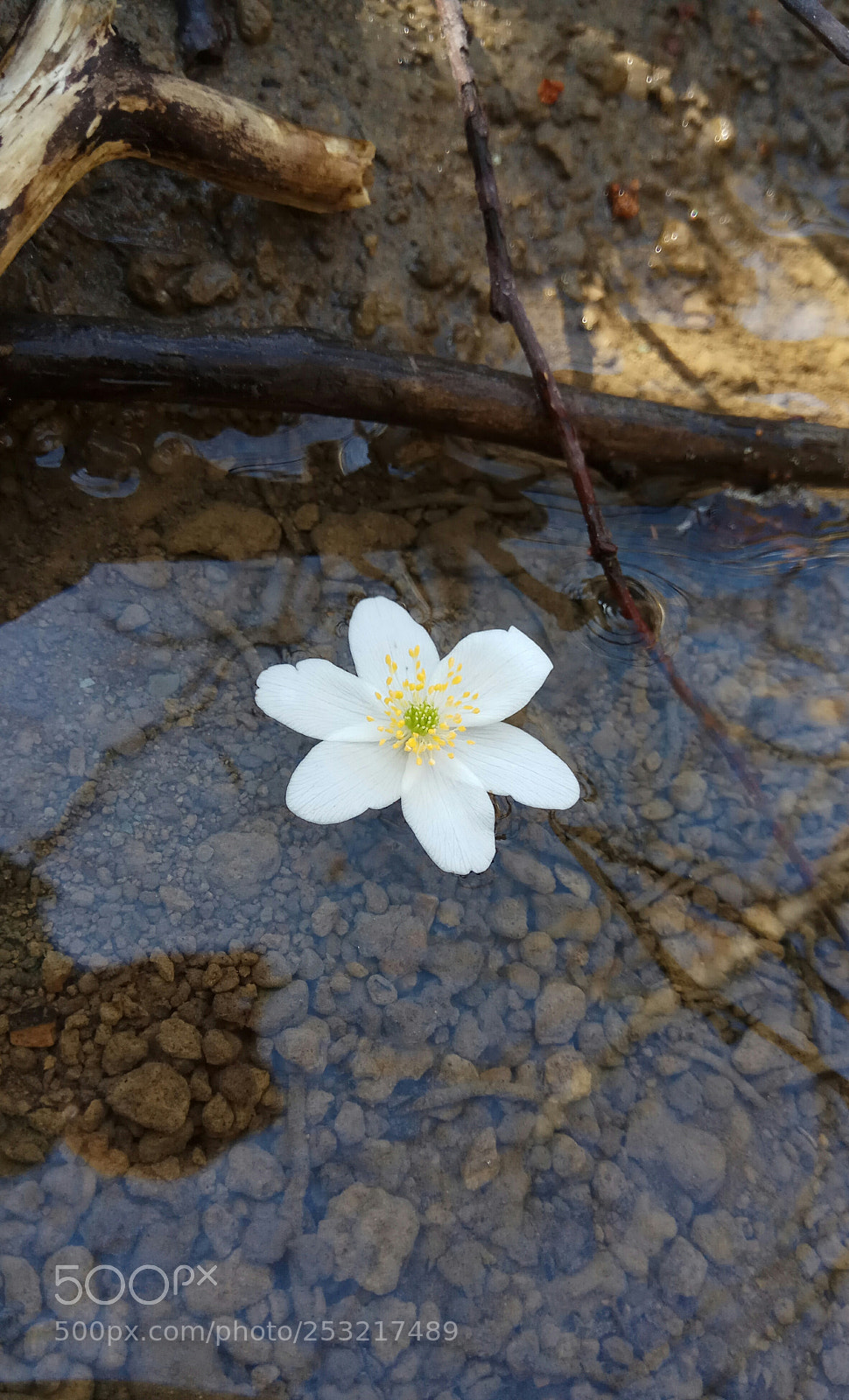Xiaomi Redmi Note 4 sample photo. Pure photography