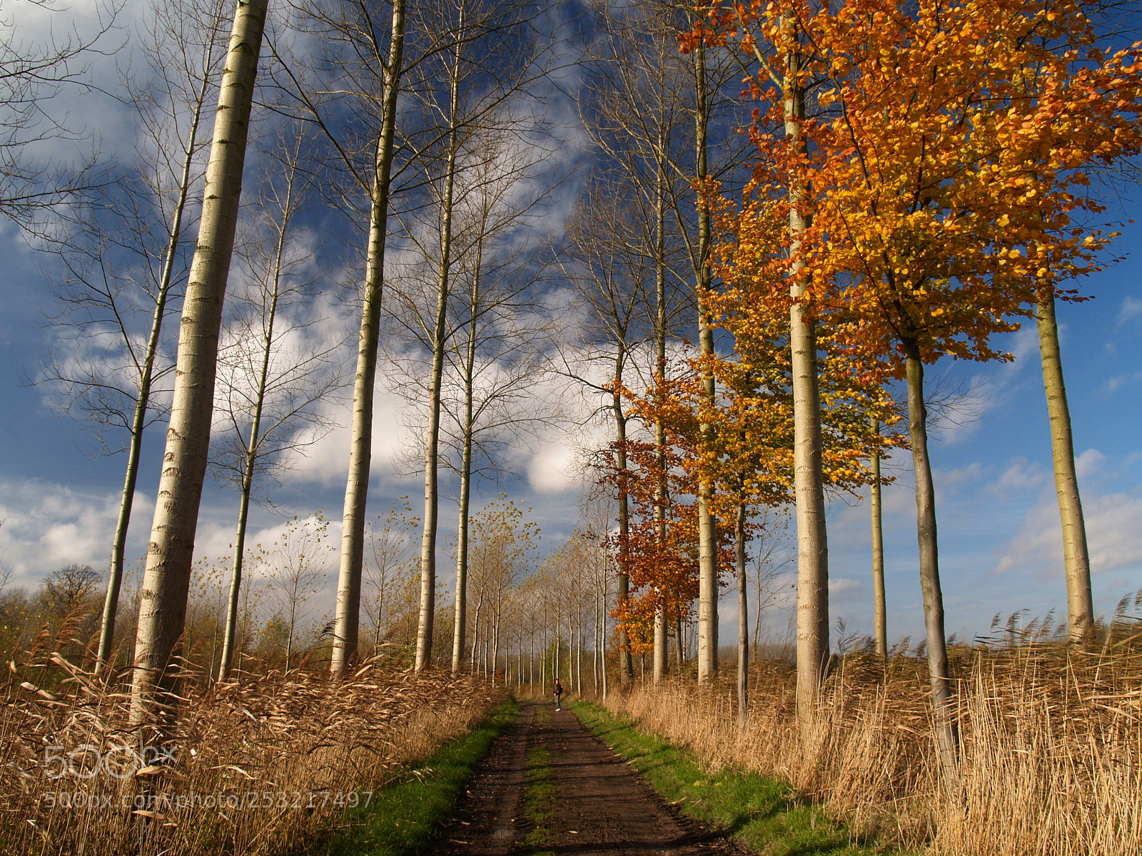 Olympus E-300 (EVOLT E-300) sample photo. Lane in autumn photography