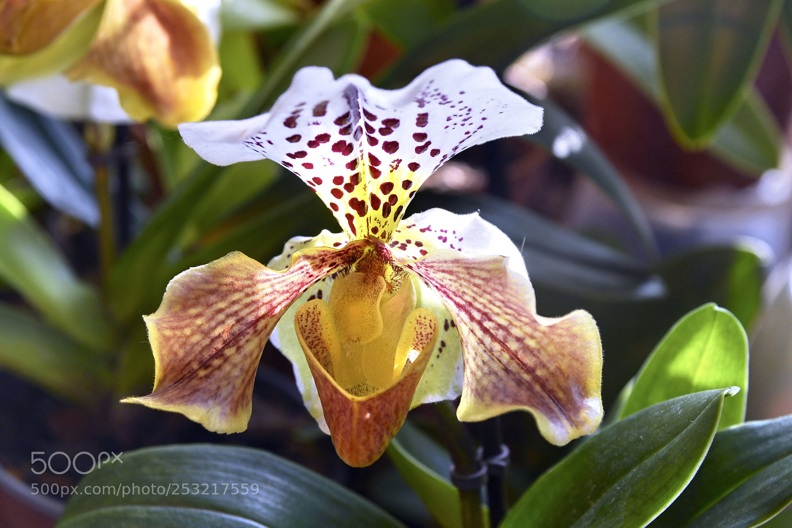 Nikon D600 sample photo. Orchids photography
