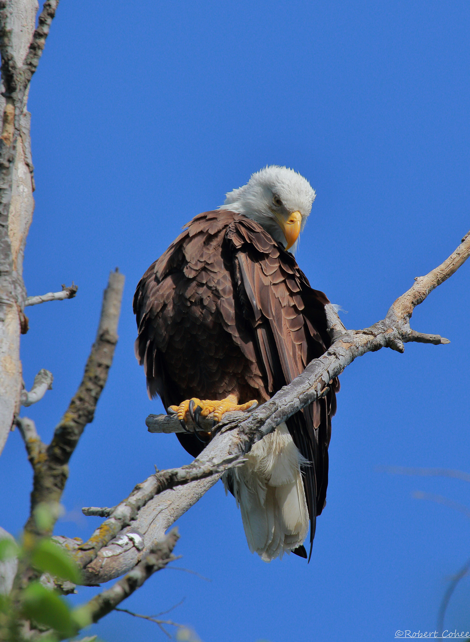 Canon EF 100-400mm F4.5-5.6L IS USM sample photo. Ita photography