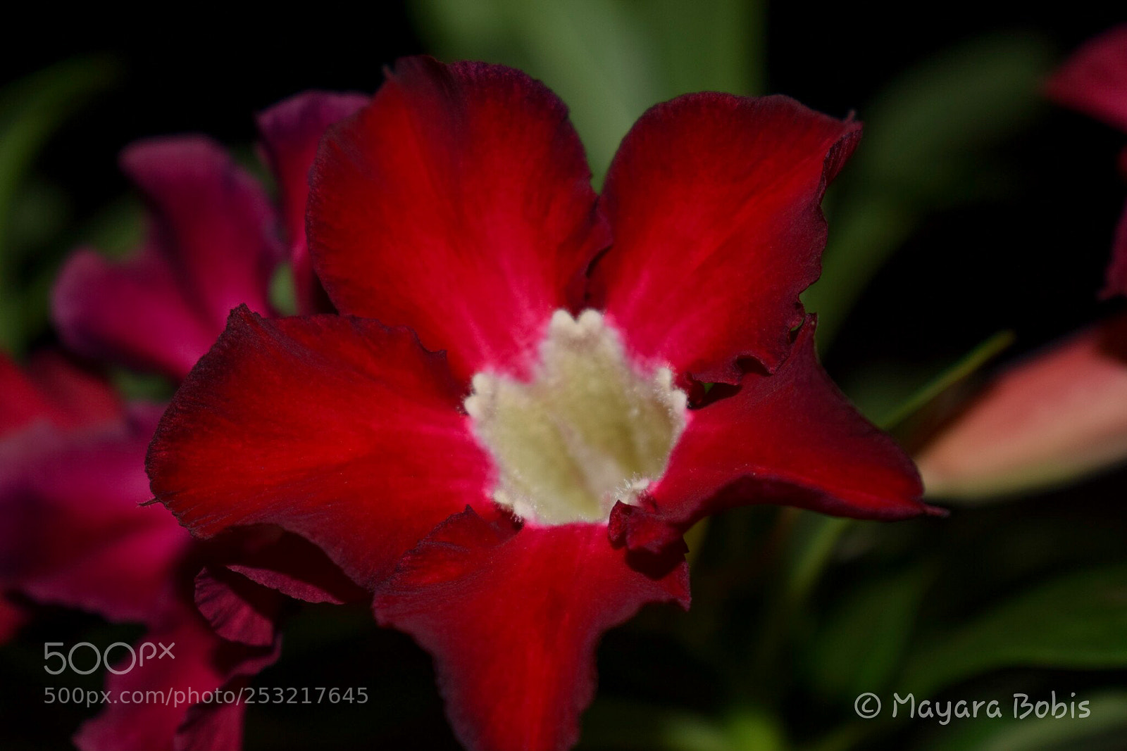 Nikon D3300 sample photo. Rosa do deserto photography