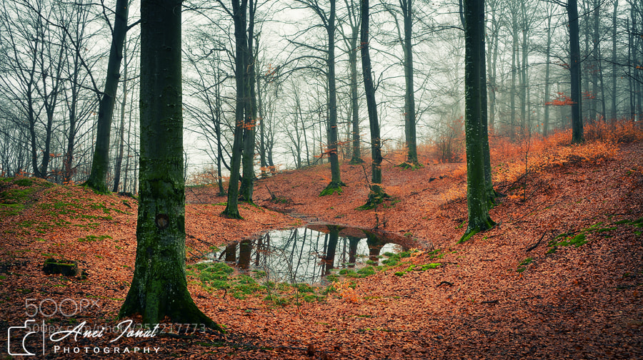 Nikon D7100 sample photo. The swamp photography