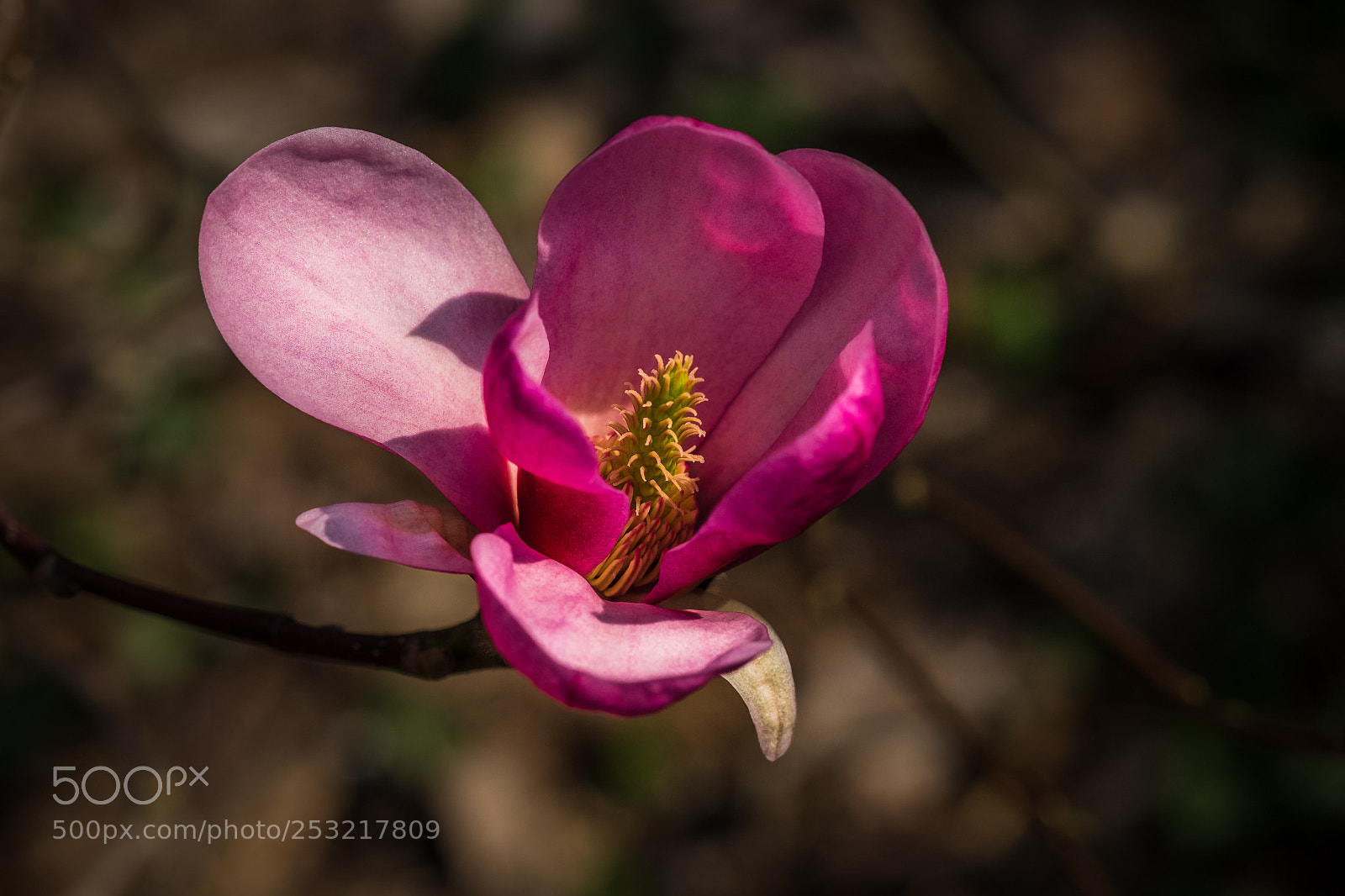 Fujifilm X-T1 sample photo. Magnolia sprengeri var diva photography