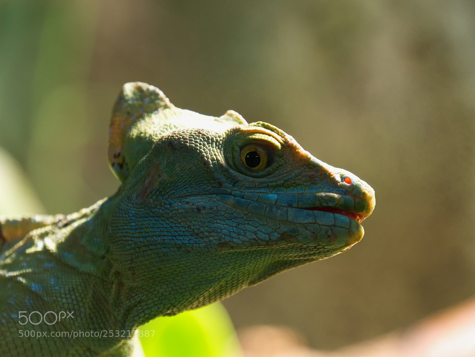 Panasonic DMC-G70 sample photo. Reptile photography