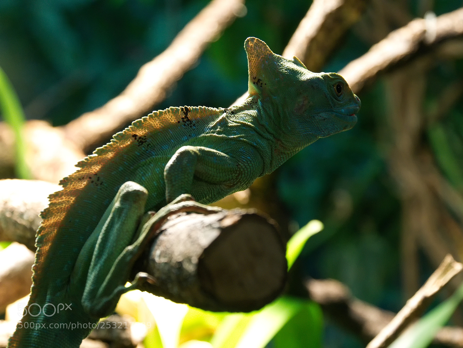 Panasonic DMC-G70 sample photo. Reptile photography