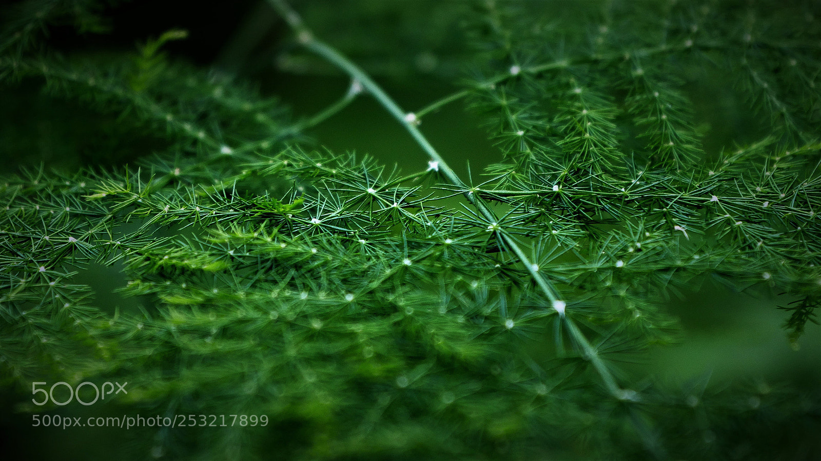 Panasonic Lumix DMC-GH4 sample photo. Green photography