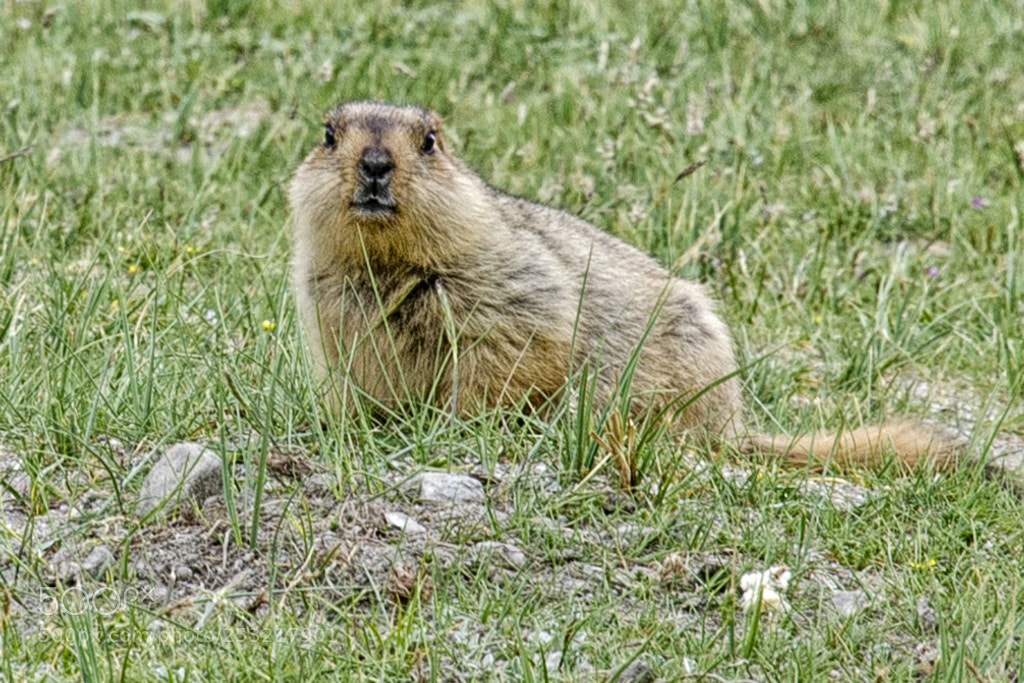 Nikon D7000 sample photo. Marmot photography