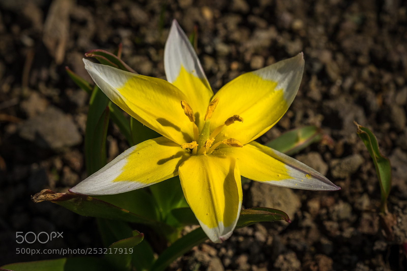Fujifilm X-T1 sample photo. Kleine stern tulpe tulipa photography