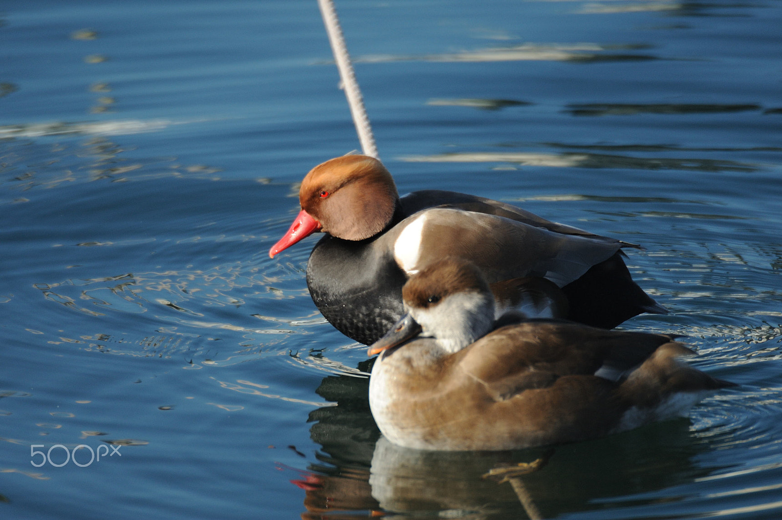 Sigma APO 170-500mm F5-6.3 Aspherical RF sample photo. Red-crested pochard photography