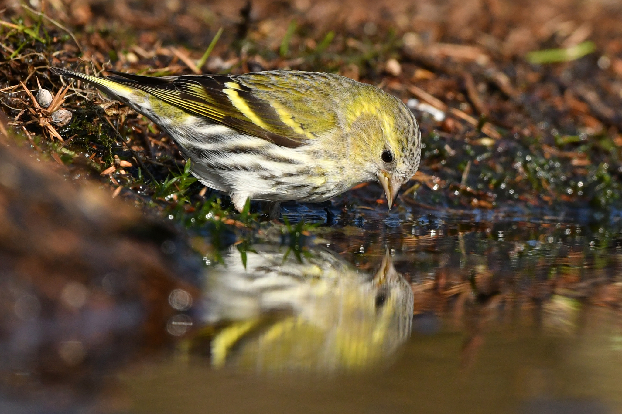 Nikon AF-S Nikkor 500mm F4G ED VR sample photo. Sijs photography