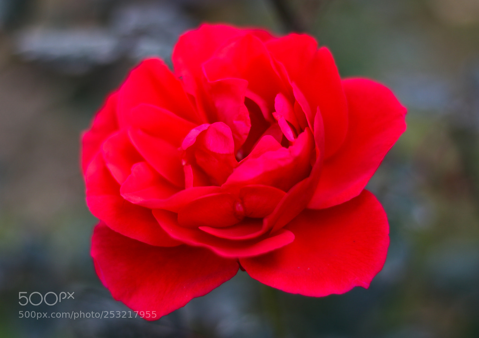 Canon EOS 750D (EOS Rebel T6i / EOS Kiss X8i) sample photo. Red rose photography