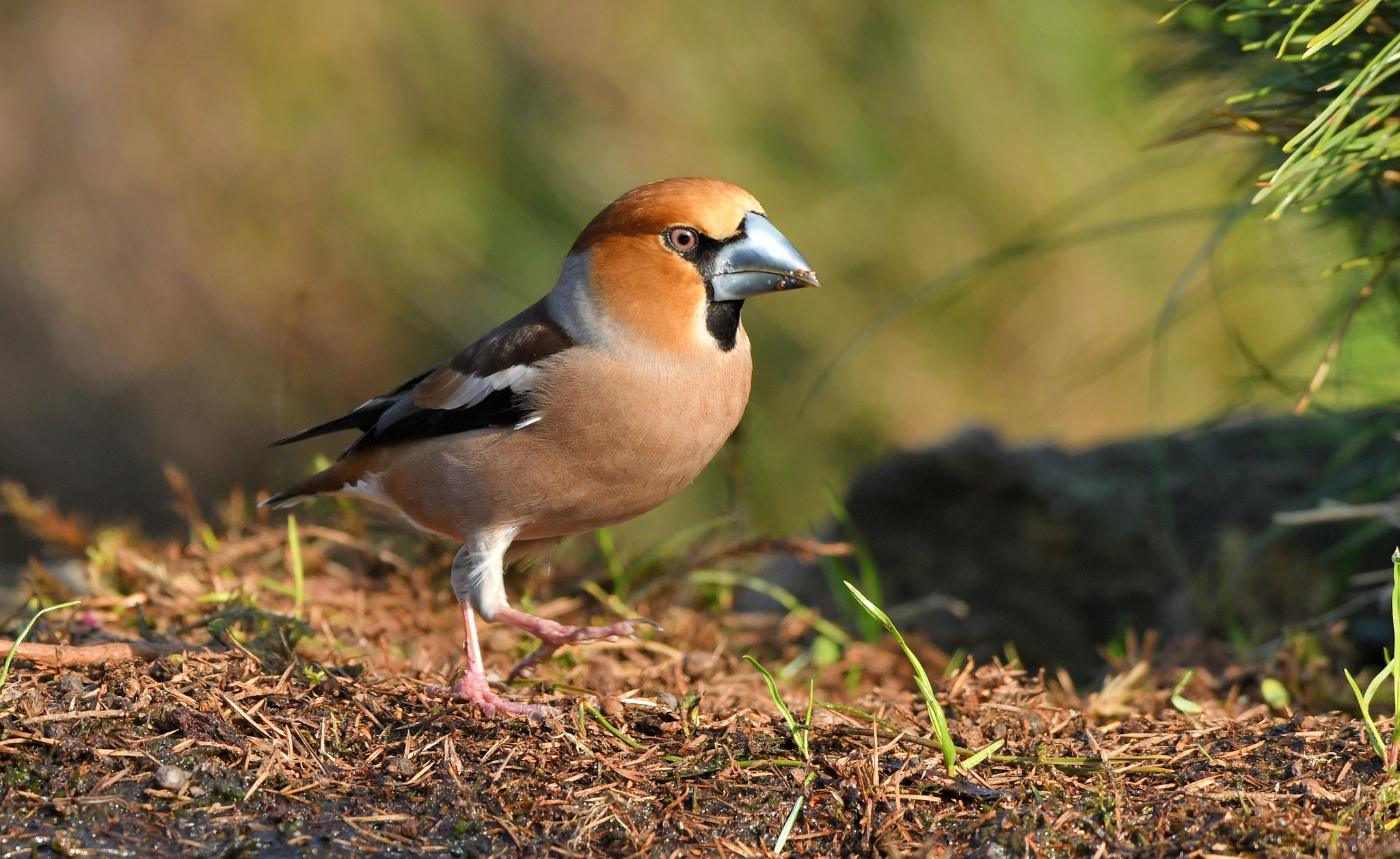 Nikon AF-S Nikkor 500mm F4G ED VR sample photo. Appelvink photography