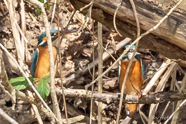Canon EOS 5D Mark IV sample photo. Eisvogel photography