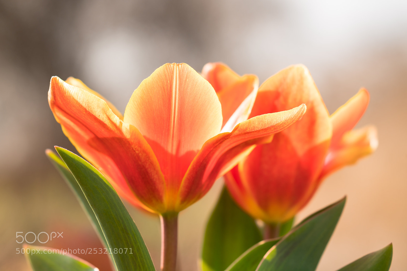 Sony a7R II sample photo. Orange tulips photography