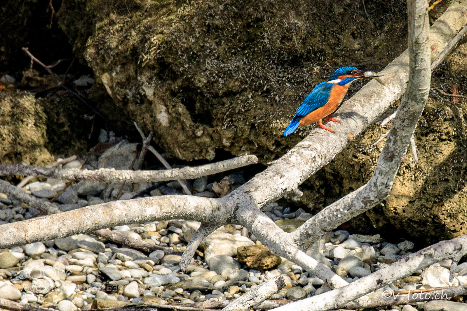 Canon EOS 5D Mark IV sample photo. Eisvogel photography