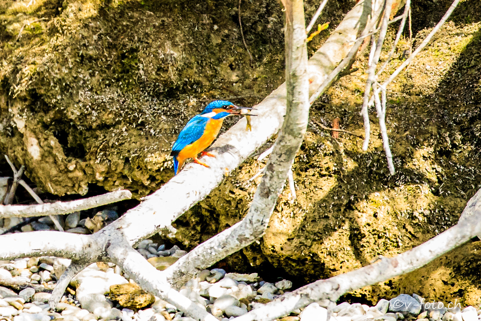 Canon EOS 5D Mark IV sample photo. Eisvogel photography