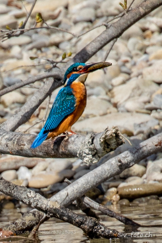 Canon EOS 5D Mark IV sample photo. Eisvogel photography