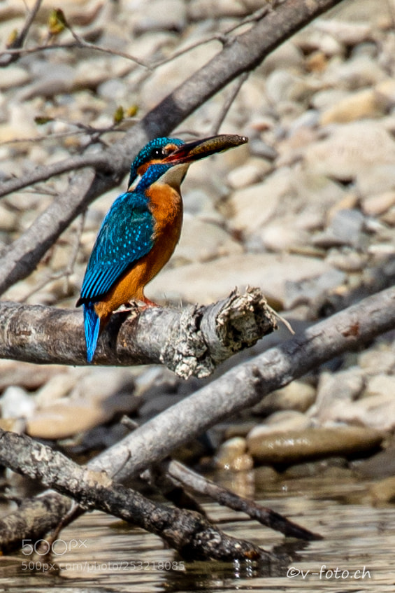 Canon EOS 5D Mark IV sample photo. Eisvogel photography