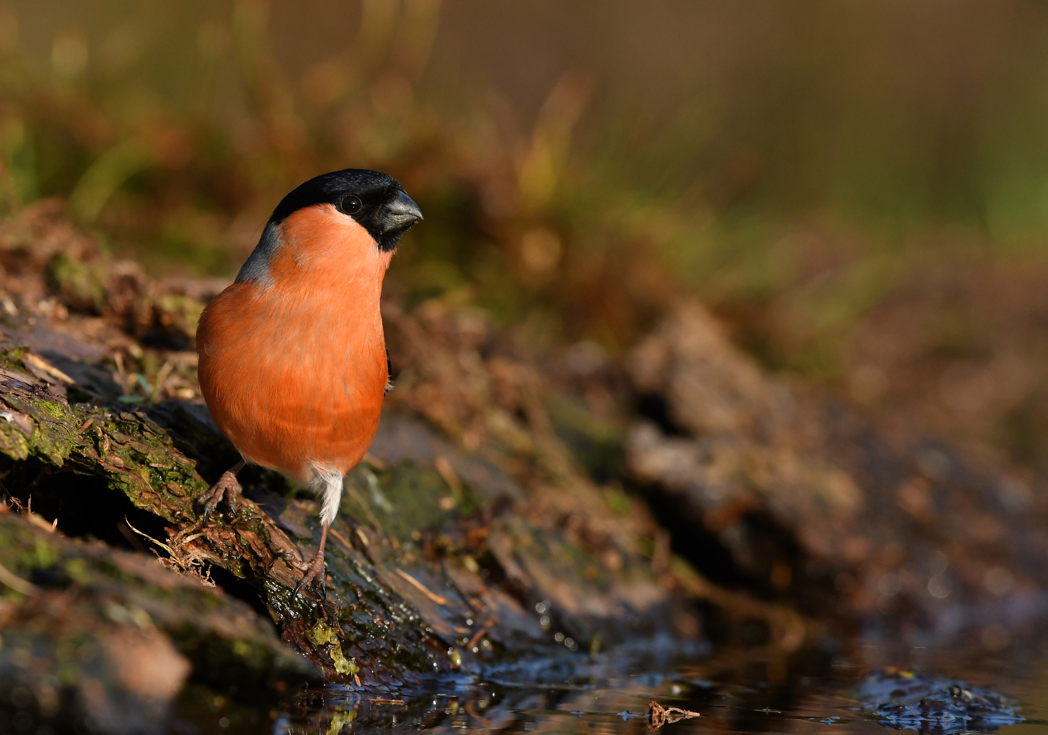 Nikon D500 + Nikon AF-S Nikkor 500mm F4G ED VR sample photo. Goudvink photography