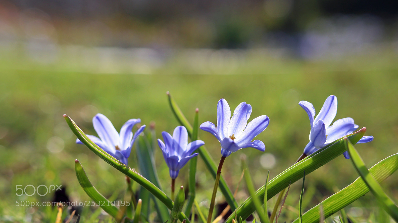 Canon EOS 80D sample photo. Macro flower photography