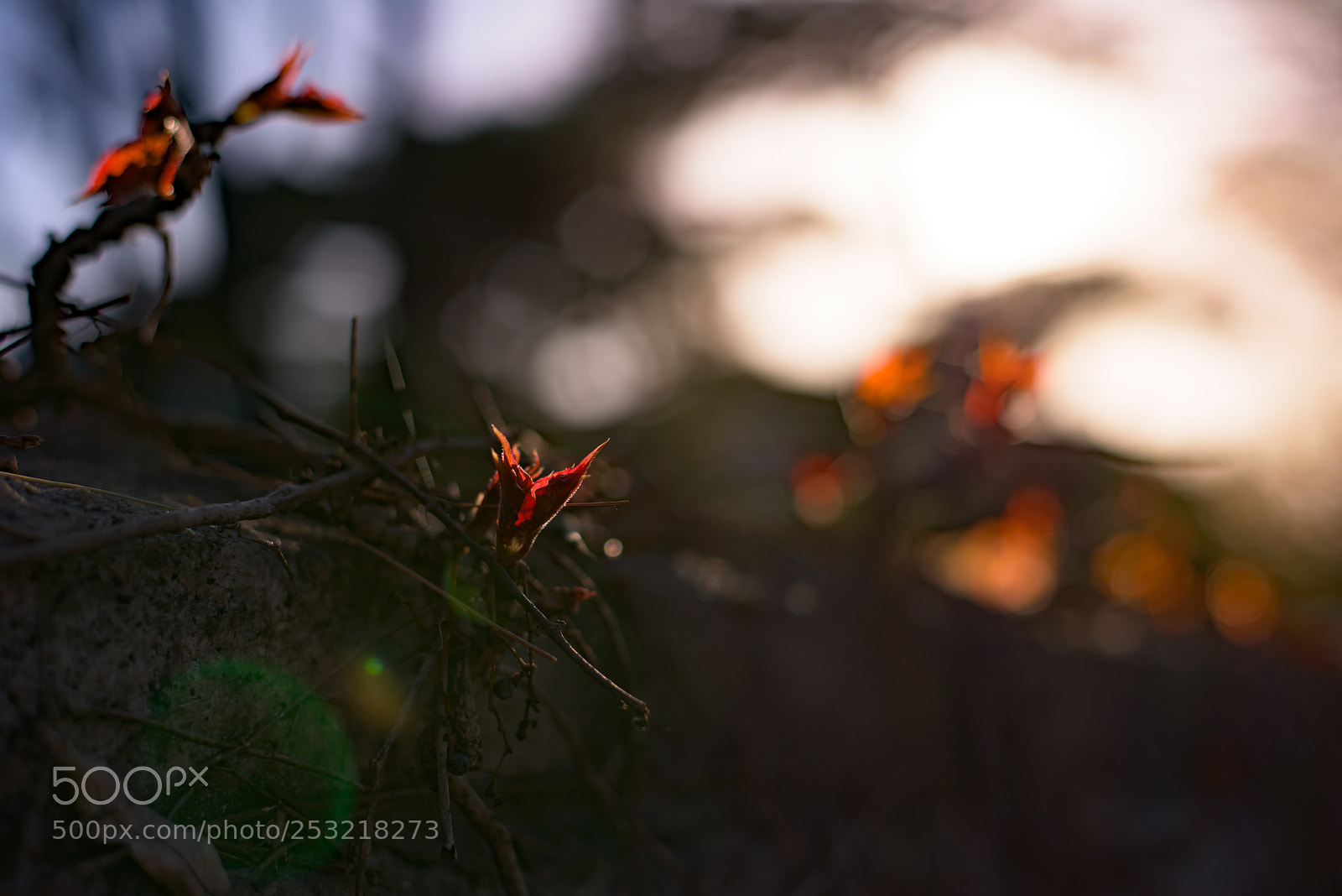 Nikon D810 sample photo. In the spring photography