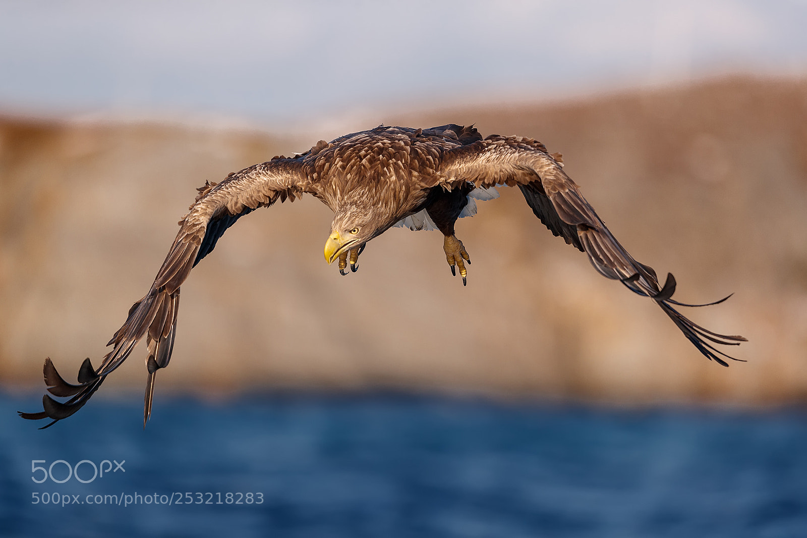 Canon EOS-1D X Mark II sample photo. Arrano arrantzalea begira photography