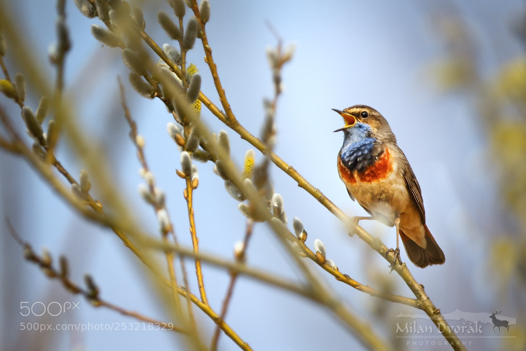 Canon EOS 7D Mark II sample photo. Spring welcome back photography