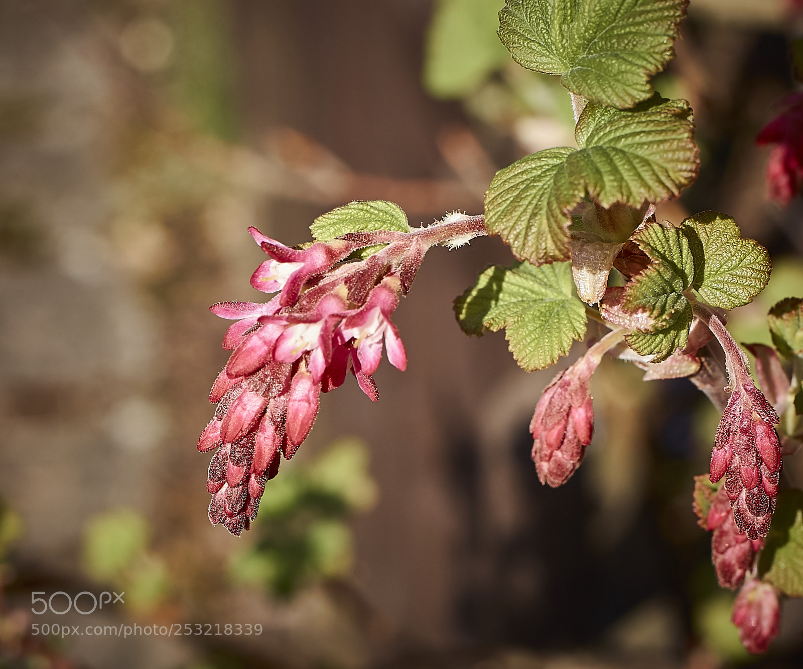 Canon EOS 60D sample photo. Nature awakens photography