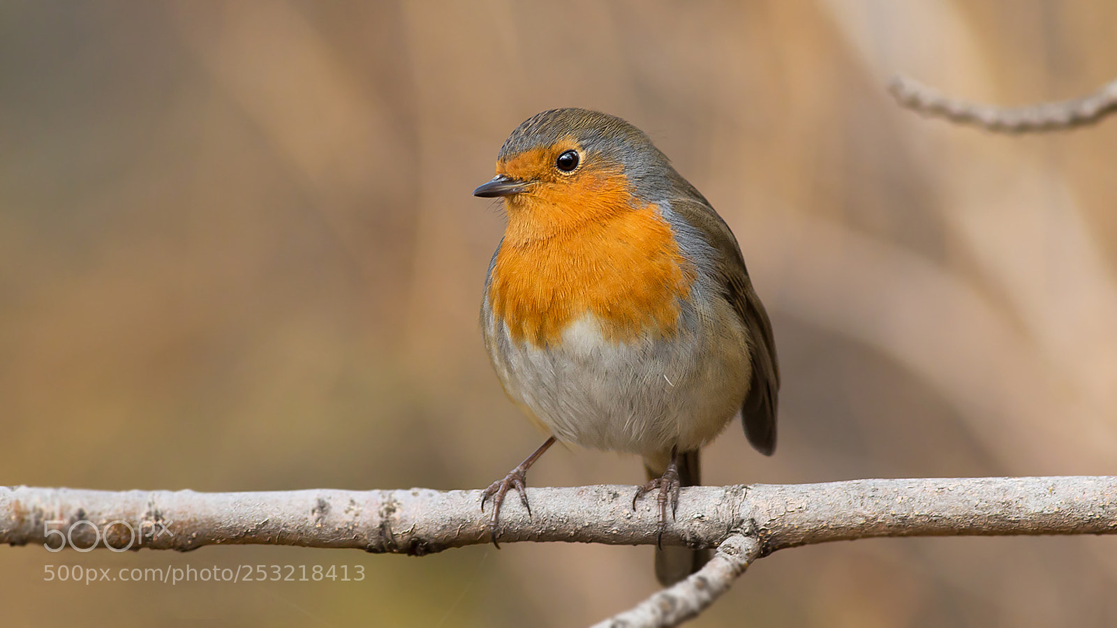 Canon EOS 70D sample photo. Europian robin-k z l photography