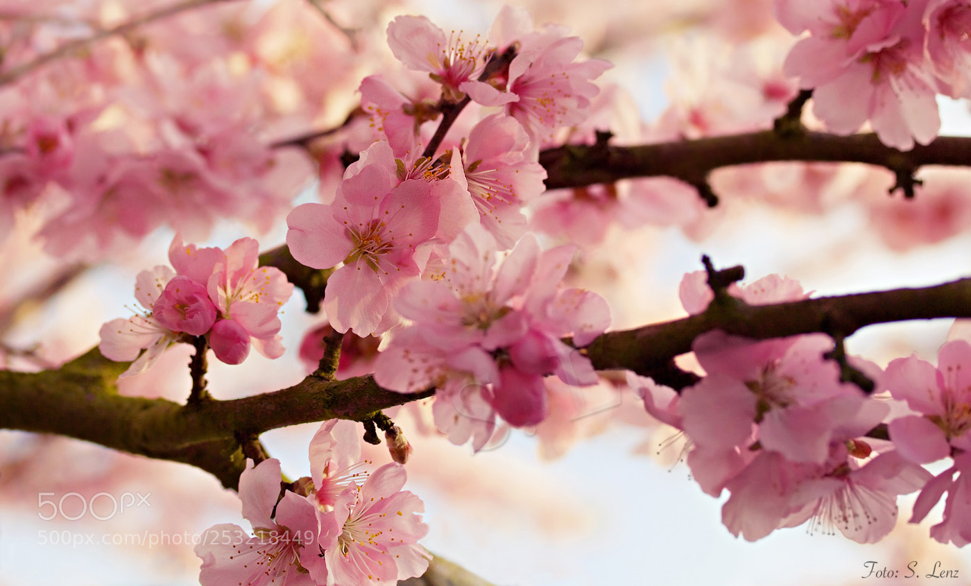 Canon EOS 650D (EOS Rebel T4i / EOS Kiss X6i) sample photo. Joy of spring photography