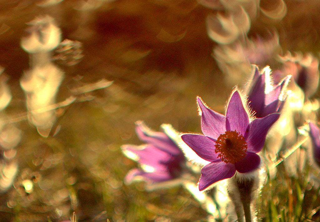 Canon EOS 600D (Rebel EOS T3i / EOS Kiss X5) + Canon EF 35-80mm f/4-5.6 sample photo. Pulsatilla photography