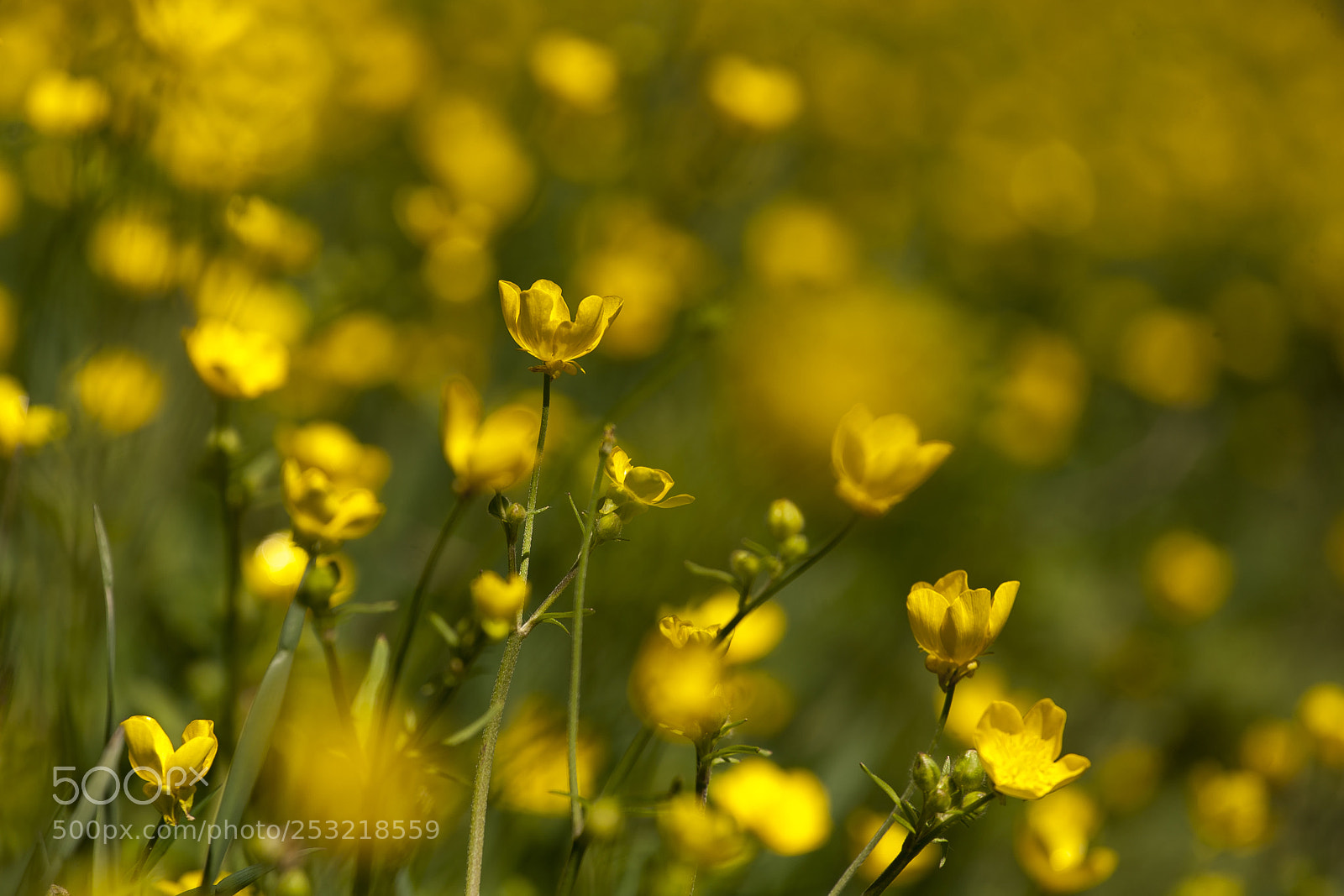 Canon EOS 5D sample photo. Spring photography
