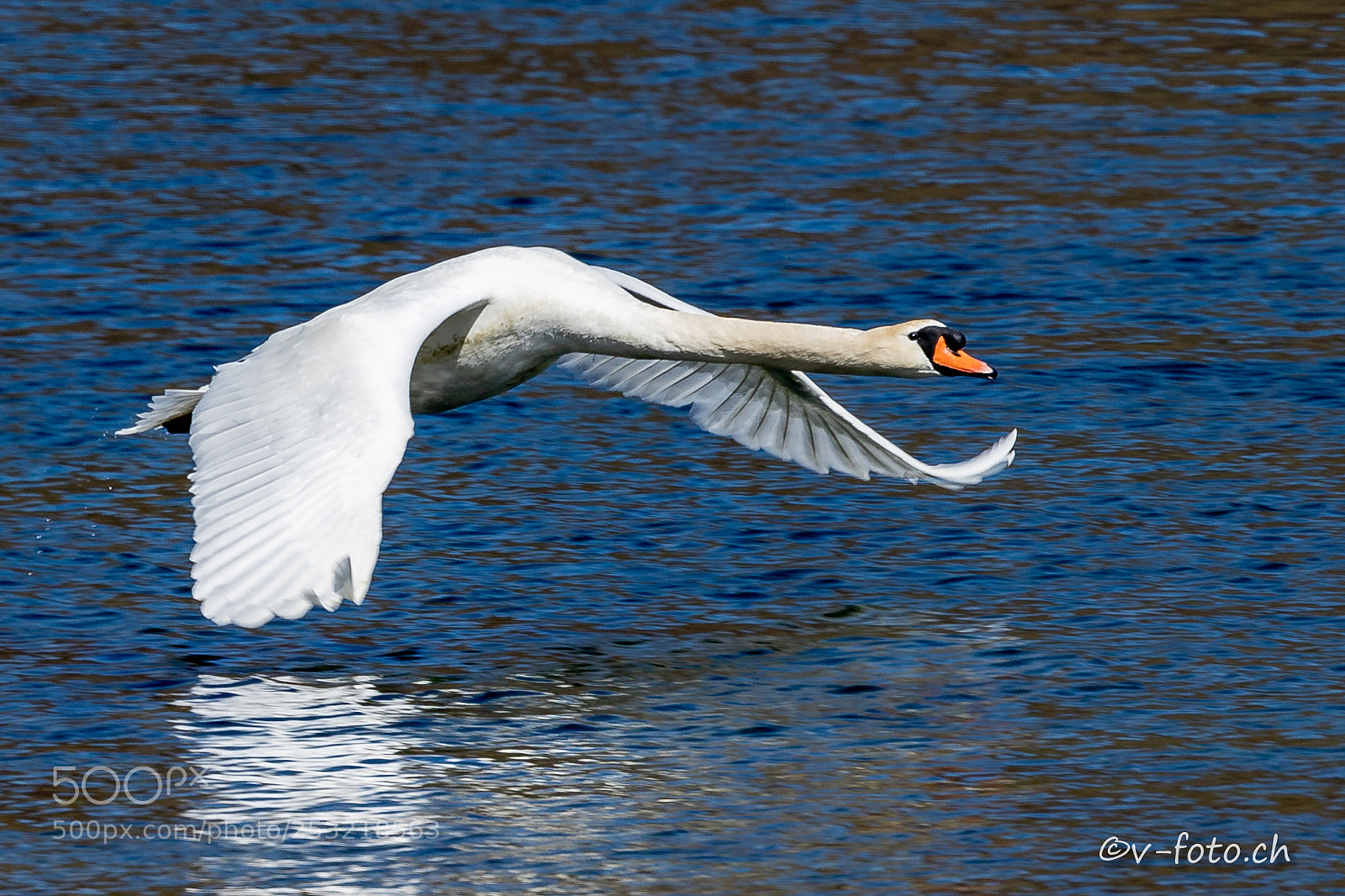 Canon EOS 5D Mark IV sample photo. Bird at rhein photography