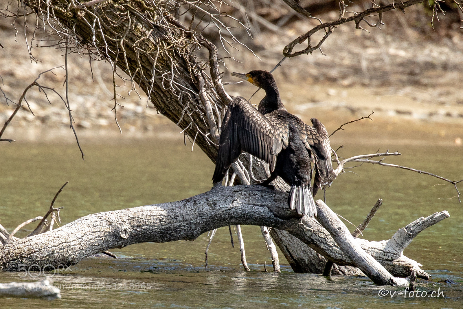 Canon EOS 5D Mark IV sample photo. Bird at rhein photography