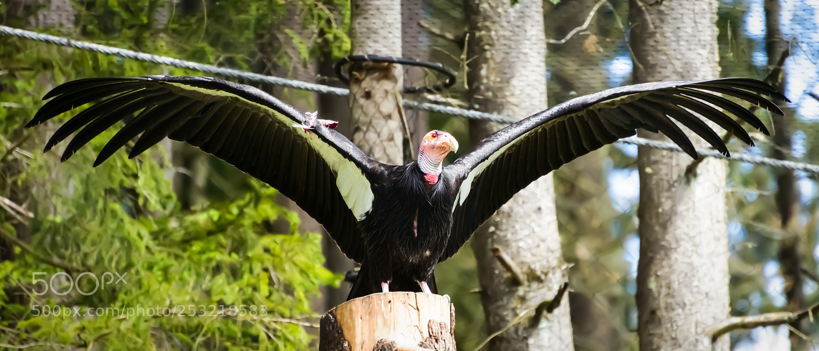 Nikon D800 sample photo. Thunderbird photography