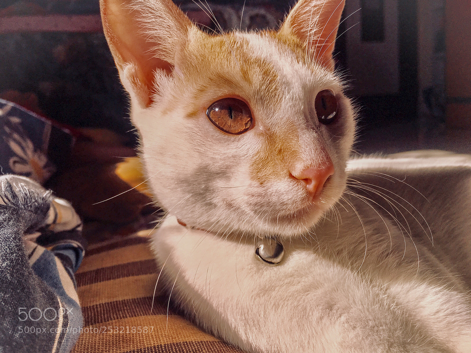 Apple iPhone 6s Plus sample photo. Untitled photography