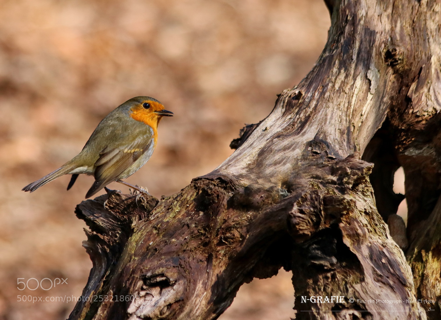 Canon EOS 80D sample photo. European robin photography