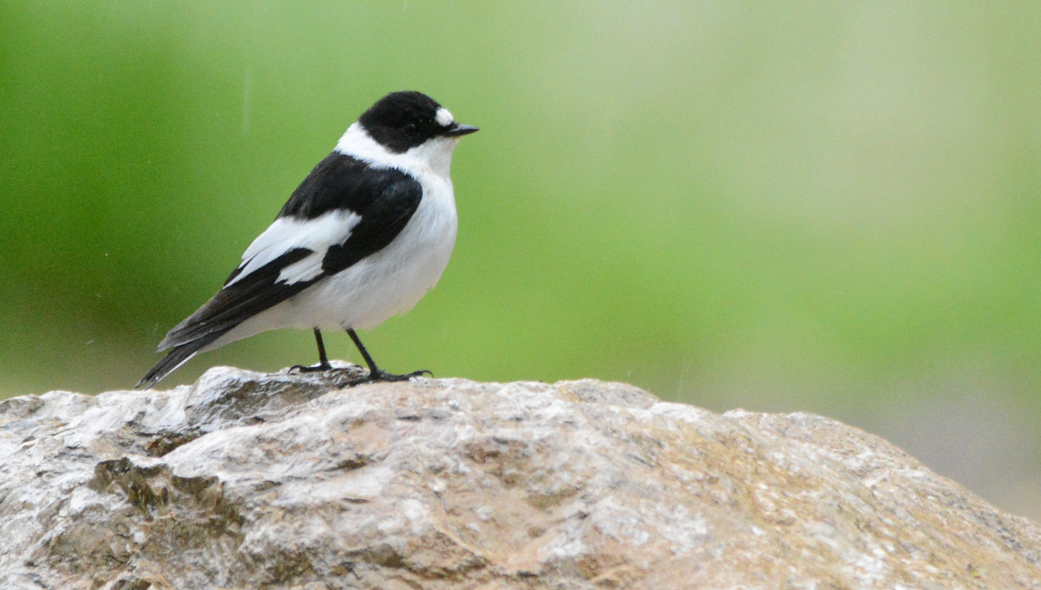 Nikon D7100 + Sigma 150-500mm F5-6.3 DG OS HSM sample photo. Collared flycatcher photography