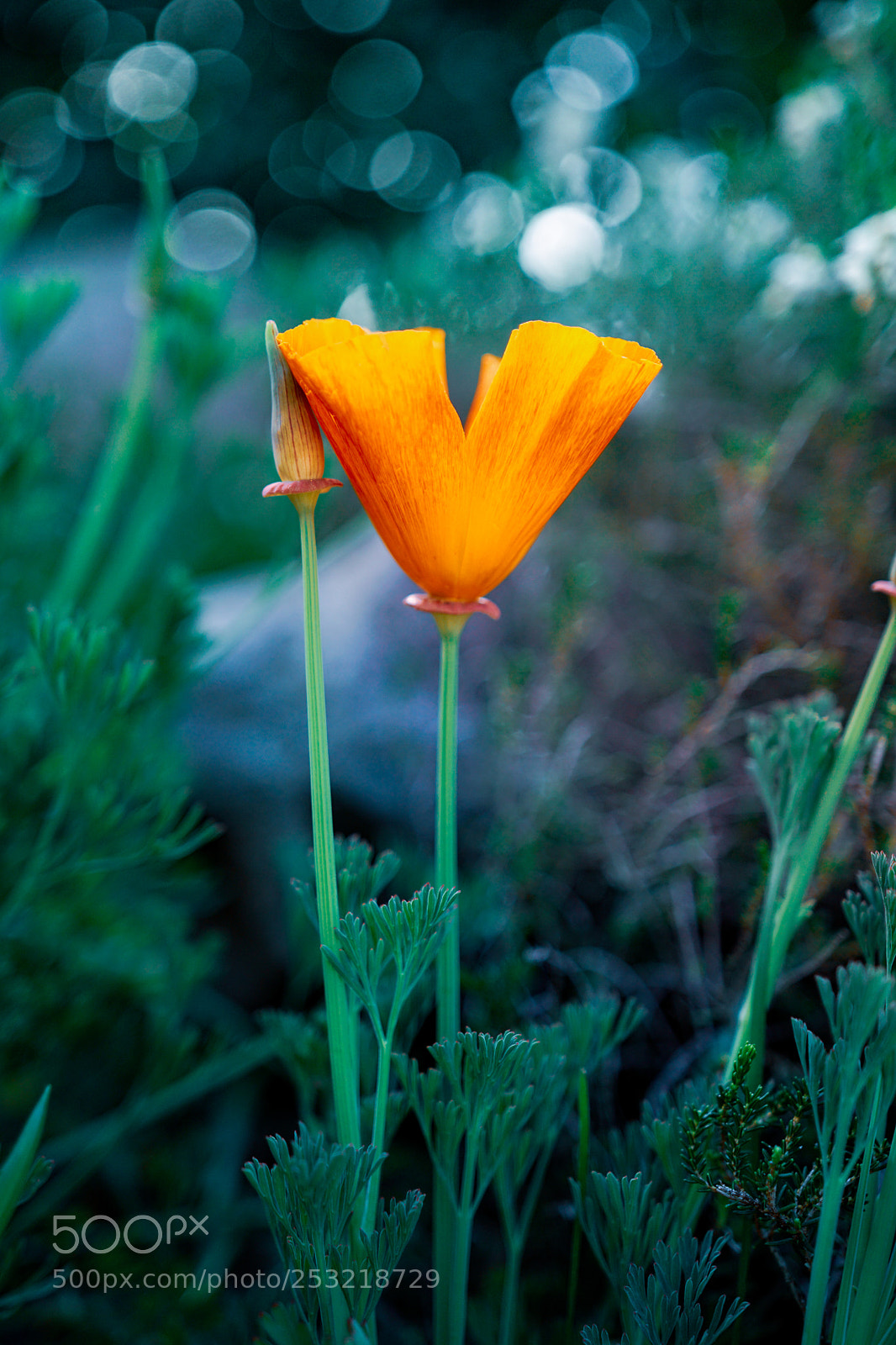 Sony a6300 sample photo. Mexican gold poppy photography