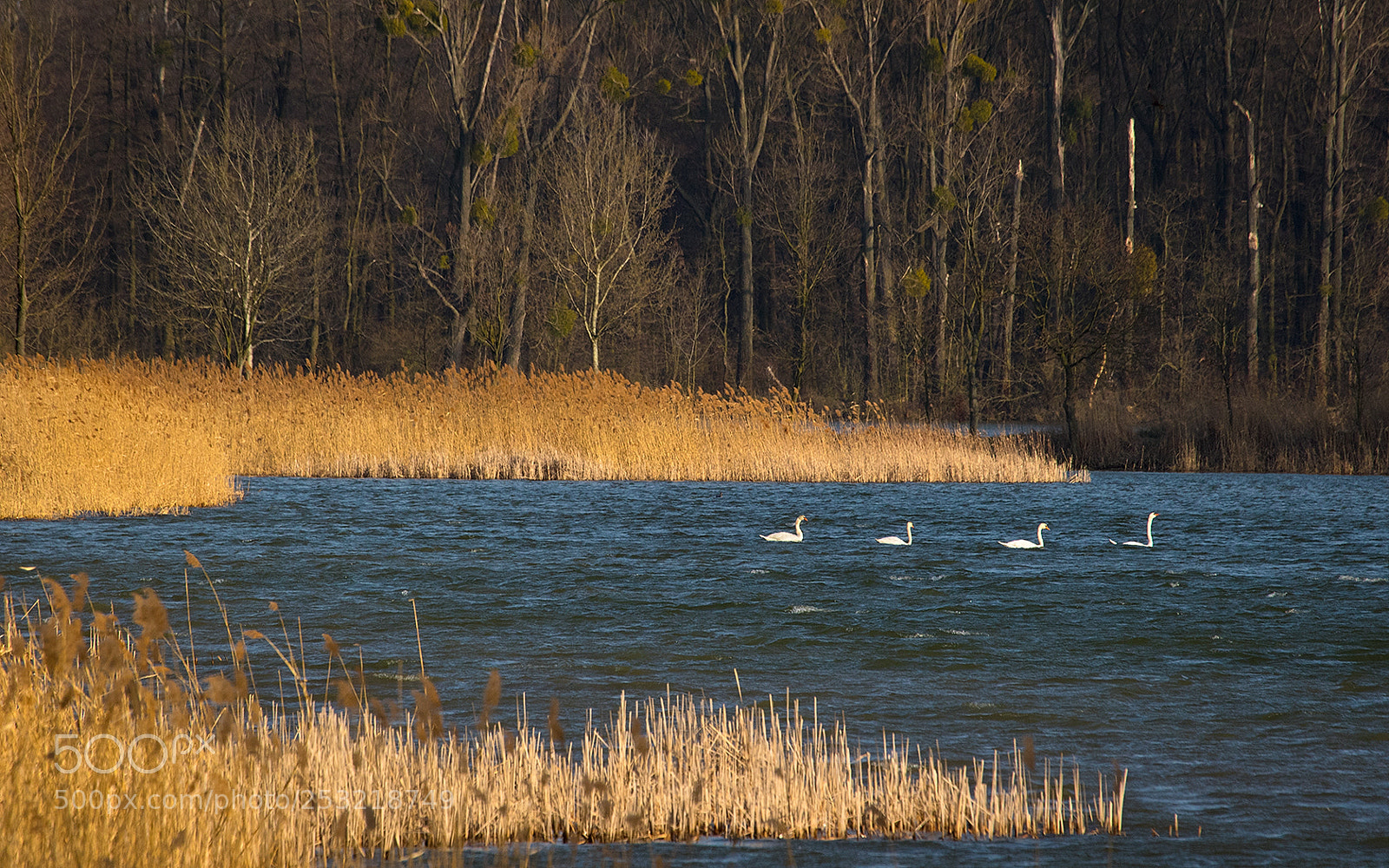 Canon EOS 7D Mark II sample photo. Swan lake photography