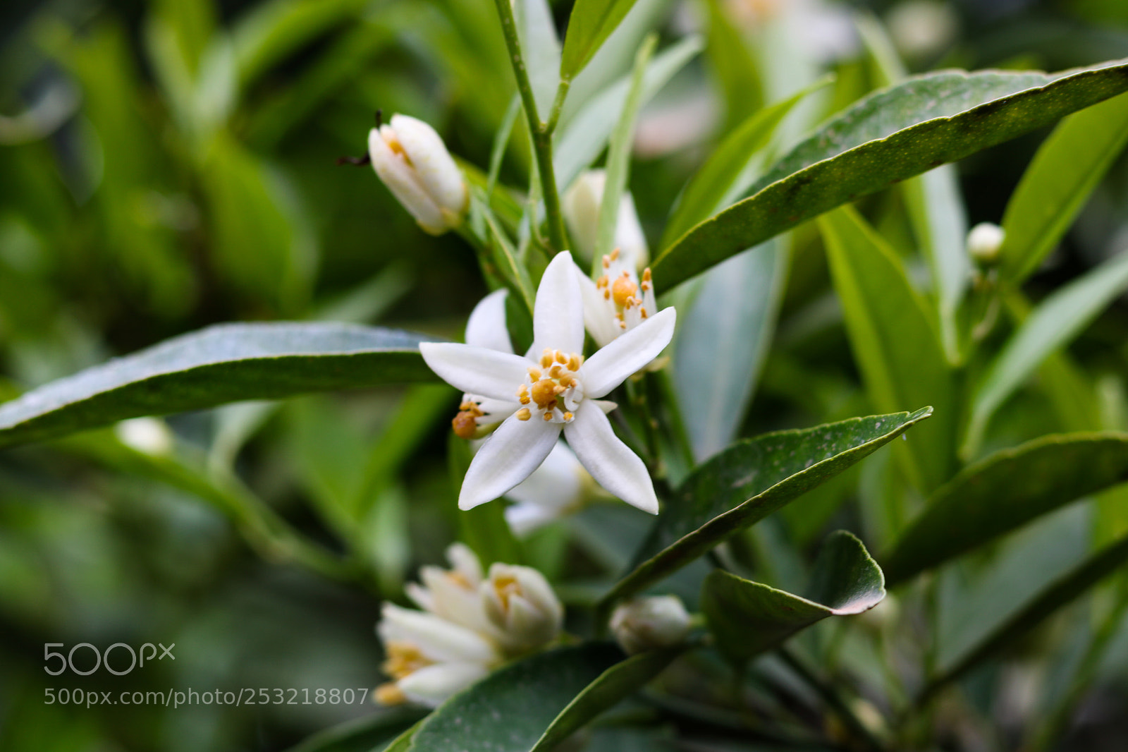 Canon EOS 750D (EOS Rebel T6i / EOS Kiss X8i) sample photo. Mandarin flower photography
